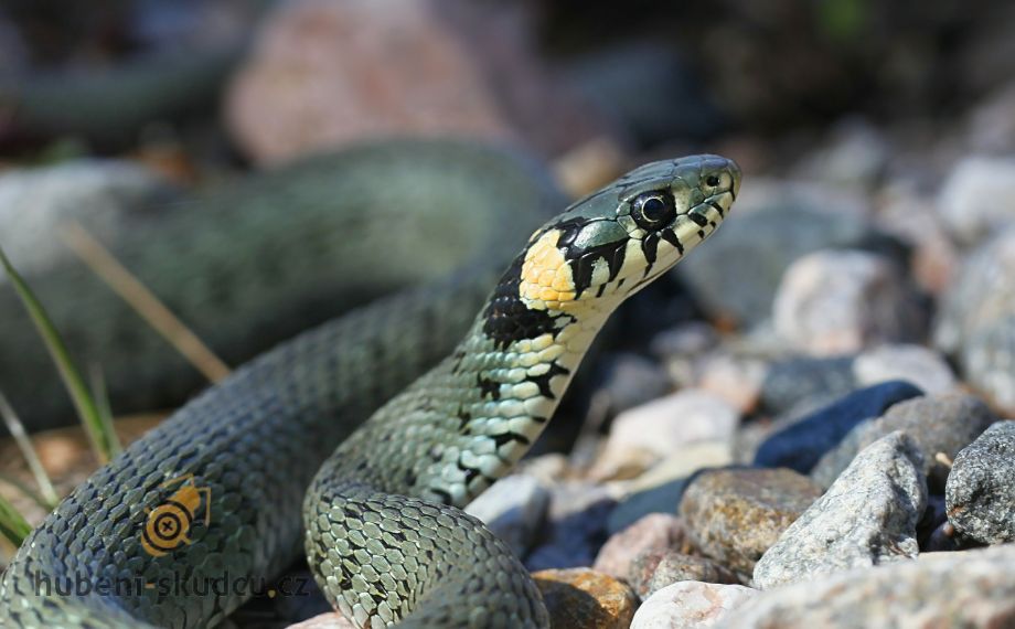 natrix natrix užovka obojková